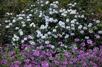 Rhododendron 'Cunningham's White' with Honesty - Lunaria annua