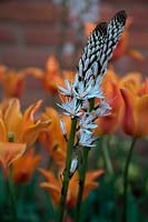 Tulipa 'Ballerina' - Tulip with Asphodelius albus - White Asphodel