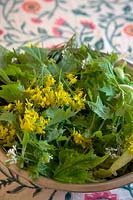 Spring sald with flowers of Mizuna - Brassica rapa var. japonica and Jack by the Hedge or Garlic Mustard - Alliaria petiolata