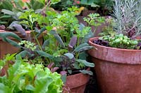 Growing vegetables in a greenhouse for planting out when conditions allow - herbs