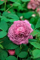 Rosa 'Reine des Violettes' Hybrid Perpetual