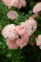 Rosa 'Pink Bells' Procumbent rose
