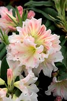 Rhododendron 'Award'