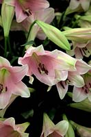 Lilium longiflorum 'Pink Promise'