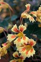 Tropaeolum 'Fruit Salad' 3rd place - plant of the year 2013