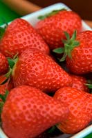 Strawberry - Fragaria 'Malling Centenary'