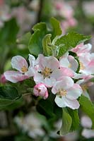 Apple blossom - Malus domestica 'Pixie' AGM