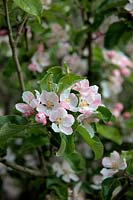 Apple blossom - Malus domestica 'Pixie' AGM