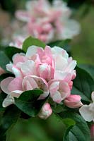 Apple blossom - Malus domestica 'Ashmead's Kernel'