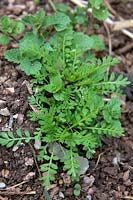 Common Garden Weeds - Swine Cress - Coronopus squamatus