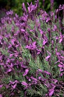 Lavandula stoechas 'Victory' - French Lavender