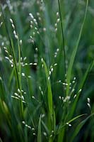 Melica uniflora grass