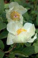 Paeonia mlokosewitschii - Paeony 'Molly the Witches'