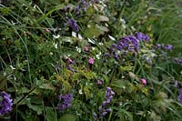 Greater Stitchwort - Stellaria holostea, Geranium robertianum - Herb Robert and Hyacinthoides non-scripta - native bluebells on a UK westcountry bank