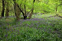 Hyacinthoides non-scripta - native bluebells in woodland Westcountry, UK
