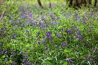 Hyacinthoides non-scripta - native bluebells in woodland Westcountry, UK