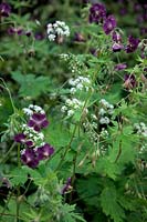 Geranium phaeum 'Lily Lovell' - Mourning Widow Cranesbill with Anthriscus sylvestris - Cow Parsley
