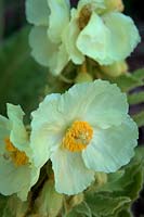 Meconopsis napaulensis - lemon flowered form
