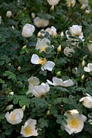 Rosa spinosissima 'Dunwich Rose'
