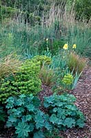 Wet garden at Holbrook in early June with Stipa gigantea, Euphorbia amygdaloides var. purpurea and yellow bearded Iris