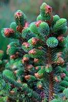 New foliage on Picea sitchensis 'Papoose' syn 'Tenas'