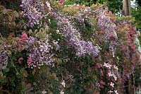 Wisteria sinensis with Clematis montana 'Broughton Star' and Centranthus ruber - Red Valerian