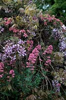 Wisteria sinensis with Clematis montana 'Broughton Star' and Centranthus ruber - Red Valerian