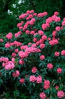 Rhododendron 'Isabel Pierce'