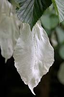 Davidia involucrata - Handkerchief Tree