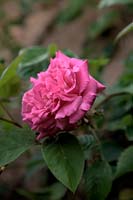 Rosa 'ZÃ©phyrine Drouhin' Bourbon Climber Rose