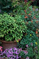Summer display in terracotta clay pots with Impatiens omeiana, Bacopa 'Colossal Blue' and Cuphea caecilae