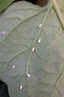 Glasshouse or greenhouse whitefly - Trialeurodes vaporariorum on reverse of a tomato leaf
