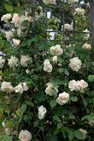 Rosa 'Madame Alfred Carriere' AGM