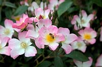 Rosa 'Lyda Rose' syn. Leylyda with honeybee - Apis mellifera