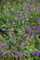 Naturalistic plant combinations in Holbrook Garden, Devon, UK - Alchimella mollis with Geranium 'Orion' and 'Blue Cloud'