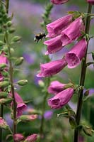 Foxgloves - Digitalis purpurea with visiting Bumble Bee - Bombus hortorum with tongue extended