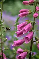 Foxgloves - Digitalis purpurea with visiting Bumble Bee - Bombus hortorum with tongue extended