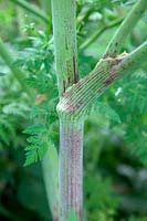 Conium maculatum - Hemlock stem detail