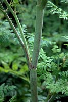 Conium maculatum - Hemlock stem detail