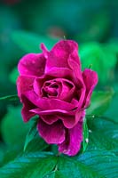 Rosa rugosa 'Roseraie de l'Hay' open bud of Shrub Rose