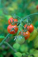 Solanum lycopersicum - Bush Tomato 'Lizzano' F1