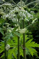 Heracleum mantegazzianum - Giant Hogweed