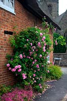 Damask Rose - Rosa 'Ispahan' growing in Long Whatton, Leicestershire