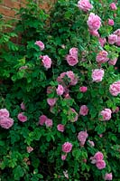 Damask Rose - Rosa 'Ispahan'