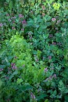 Common Garden Weeds - Lettuce seedlings in danger of being overwhelmed by Fat Hen - Chenopodium album and Henbit deadnettle - Lamium amplexicaule