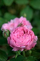 Rosa 'Jacques Cartier' syn 'Marchesa Boccella' shrub rose