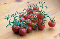 Solanum lycopersicum - Bush Tomato 'Lizzano' F1
