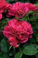 New English Rose - Rosa 'Sophy's Rose' syn. Auslot