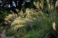 Cordateria richardii - Pampass Grass in the tennis court garden at RHS Rosemoor