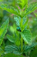 Chrysolina menthastri - Mint Leaf Beetle